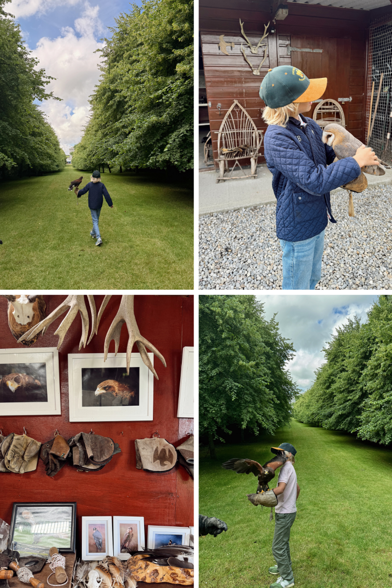 FALCONRY AT DROMOLAND CASTLE