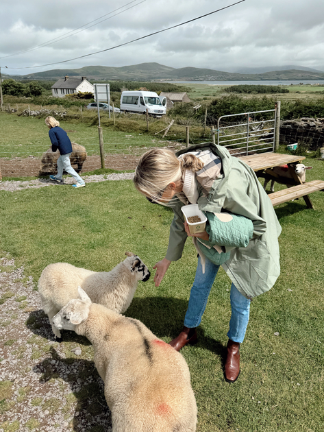 petting zoo slea head drive